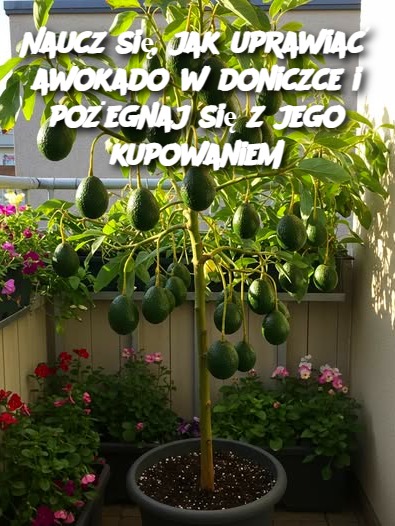 Naucz się, jak uprawiać awokado w doniczce i pożegnaj się z jego kupowaniem