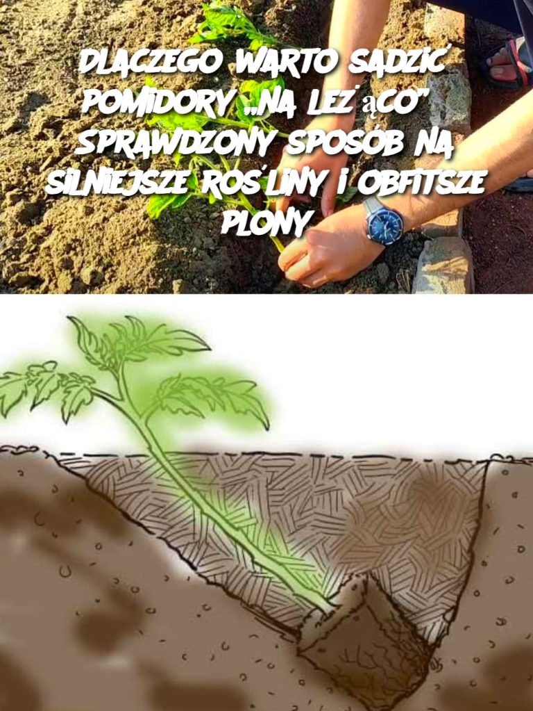 Dlaczego warto sadzić pomidory „na leżąco”? Sprawdzony sposób na silniejsze rośliny i obfitsze plony