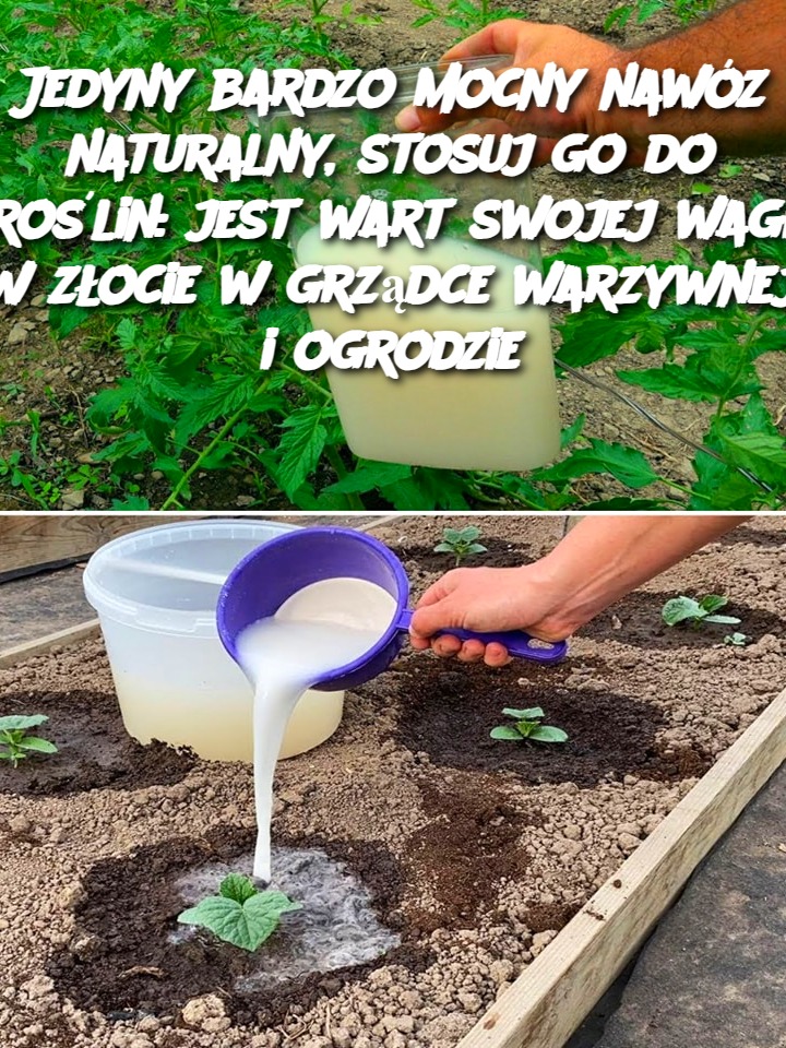 Jedyny bardzo mocny nawóz naturalny, stosuj go do roślin: jest wart swojej wagi w złocie w grządce warzywnej i ogrodzie