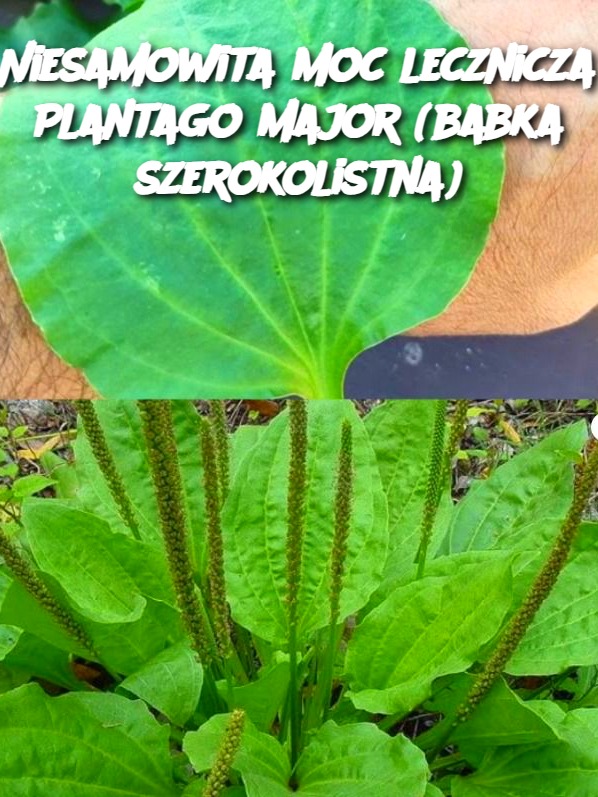 Niesamowita moc lecznicza Plantago major (babka szerokolistna)