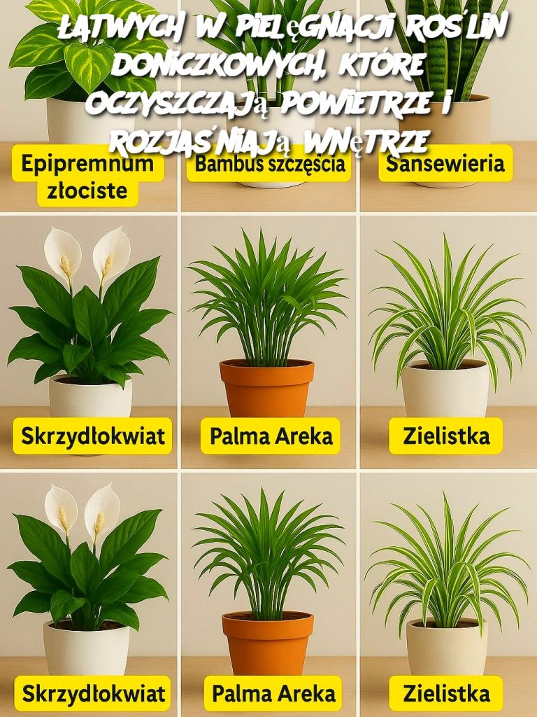 6 łatwych w pielęgnacji roślin doniczkowych, które oczyszczają powietrze i rozjaśniają wnętrze