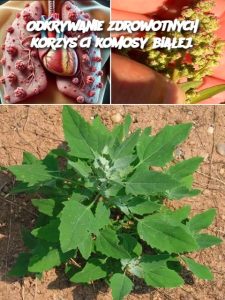 Odkrywanie zdrowotnych korzyści komosy białej.