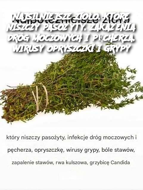 NAJSILNIEJSZE ZIOŁO, KTÓRE NISZCZY PASOŻYTY, ZAKAŻENIA DRÓG MOCZOWYCH I PĘCHERZA, WIRUSY OPRYSZCZKI I GRYPY