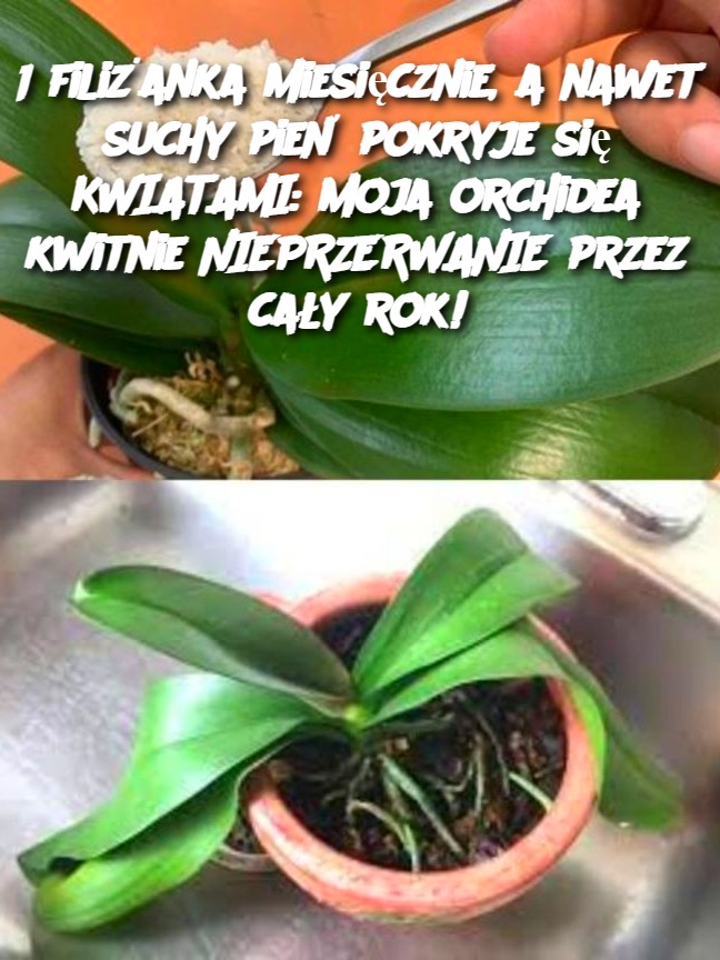1 filiżanka miesięcznie, a nawet suchy pień pokryje się KWIATAMI: moja orchidea kwitnie NIEPRZERWANIE przez cały rok!