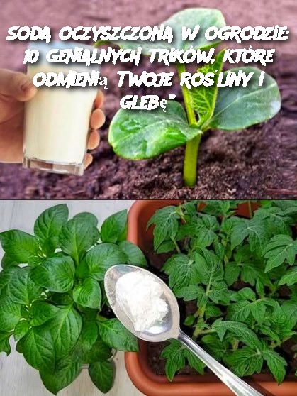 Soda oczyszczona w ogrodzie: 10 genialnych trików, które odmienią Twoje rośliny i glebę”