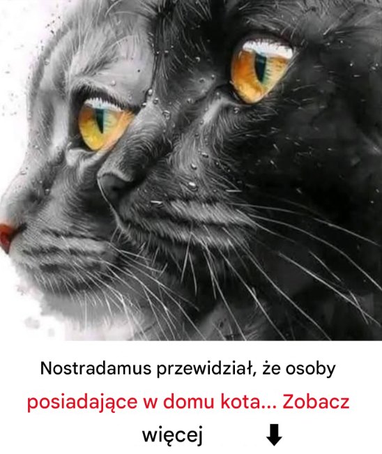 Przepowiednie Nostradamusa dotyczące kotów w domu