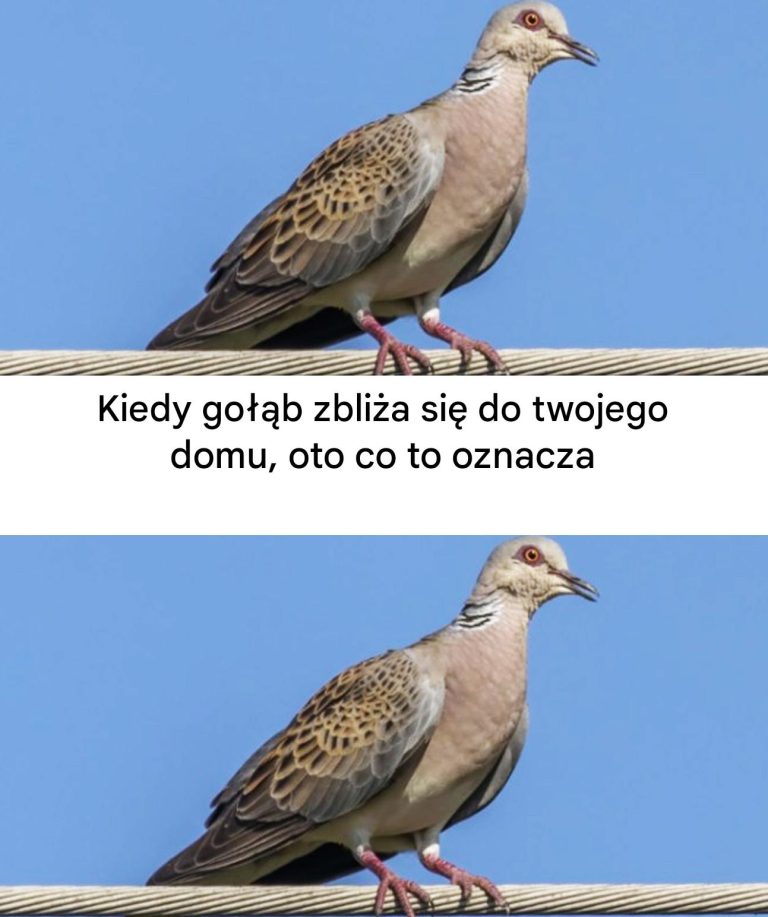 Gołąb w pobliżu domu: znaczenie duchowe i powody jego obecności…