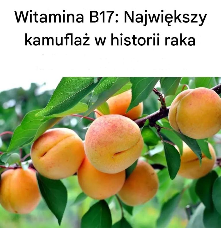 Witamina B17: Największe tuszowanie w historii raka Suplementy diety