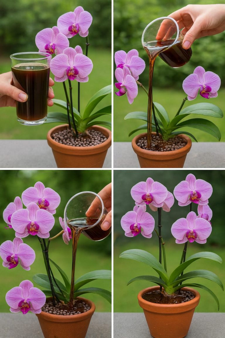 1 szklanka co tydzień! 1 noc Nagle bezkwiatowa orchidea wypuszcza setki gałęzi i korzeni