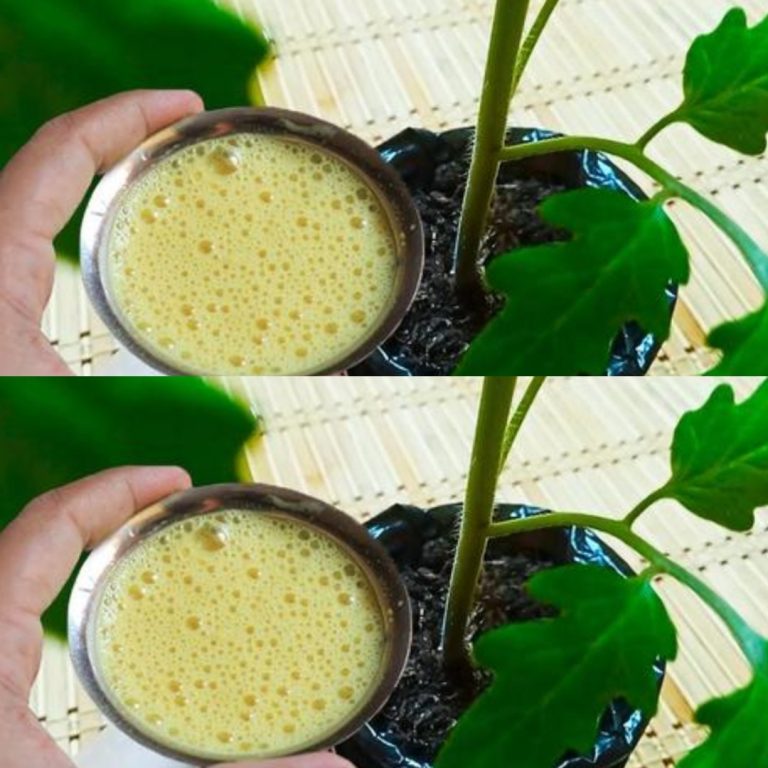 “Sekret ogrodnika: Naturalny napar na mocne łodygi pomidorów w 7 dni!”