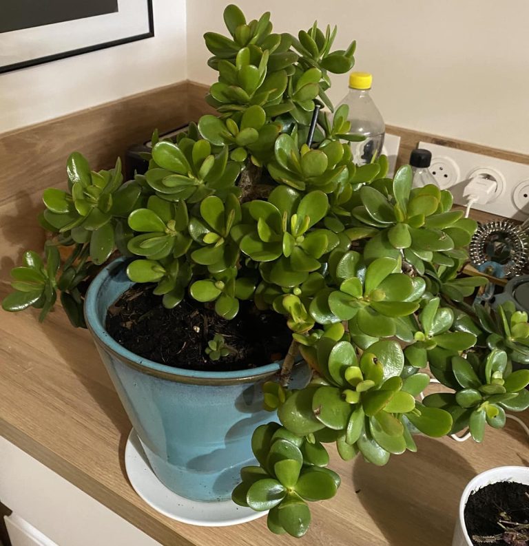 Drzewo Nefrytowe: Jak dbać o drzewo szczęścia, które przyciąga pieniądze i bogactwo