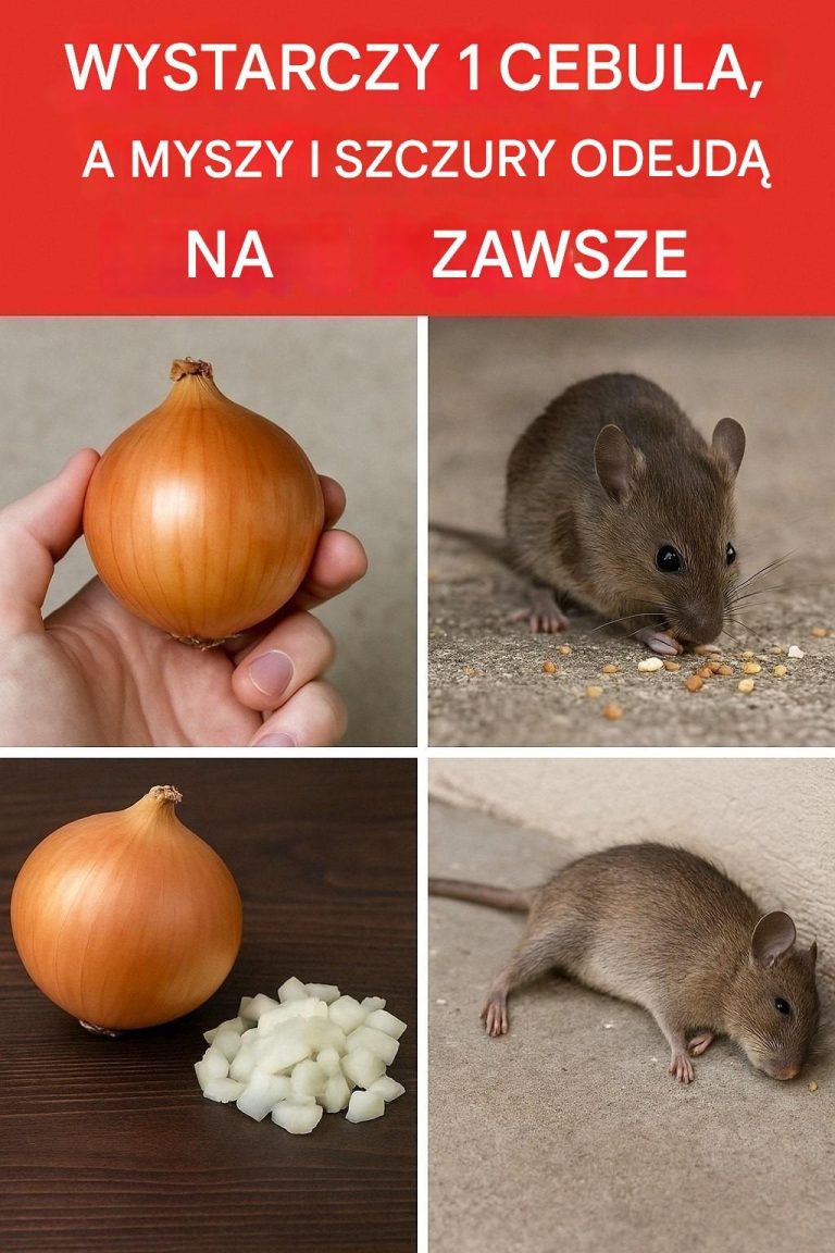 Wystarczy jedna cebula – a myszy i szczury znikną na zawsze!