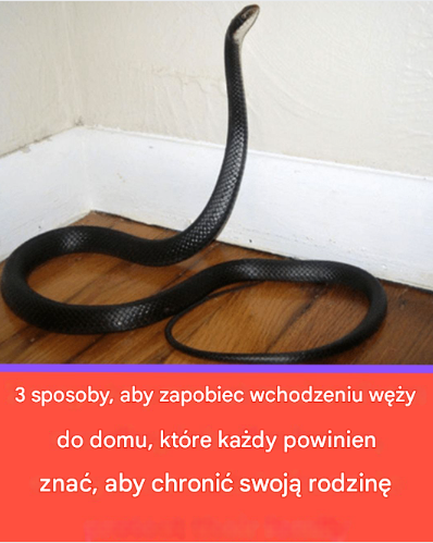 3 skuteczne sposoby na zapobieganie przedostawaniu się węży do domu, które każdy powinien znać, aby chronić swoją rodzinę