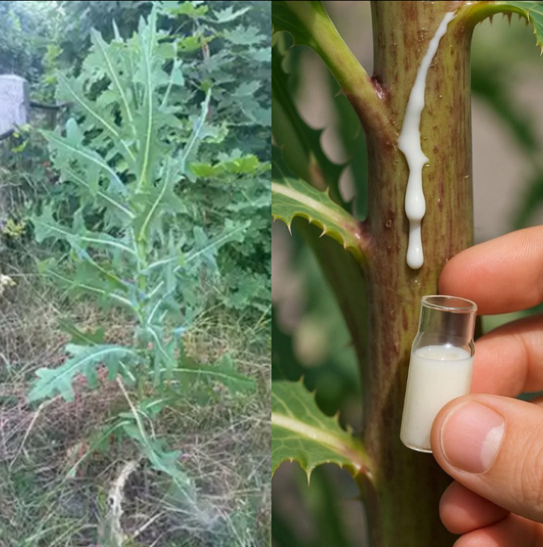 30 niesamowitych korzyści z Lactuca serriola (sałaty dzikiej)