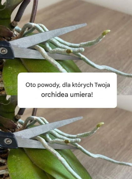 Orchidea, silne korzenie i mnóstwo kwiatów, jeśli je masz: nikt o tym nie myśli