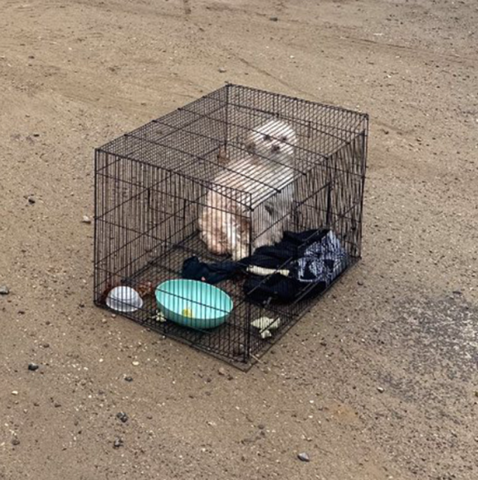 Ratownicy zmuszeni są podjąć najtrudniejszą decyzję po znalezieniu porzuconego psa w klatce