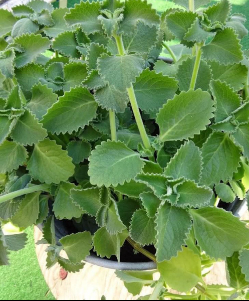 Naukowe spojrzenie na rolę oregano we wspieraniu dobrego samopoczucia