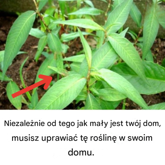 Zrozpaczona matka: „Ciągle jej powtarzałam, żeby rzuciła ten nawyk, ale ona nigdy nie słuchała”