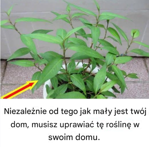 Niezależnie od tego jak mały jest twój dom, musisz uprawiać tę roślinę w swoim domu.