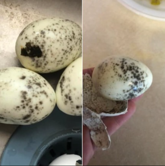 Dziwne zjawisko skorupek jaj: co się dzieje z tymi gotowanymi jajkami?